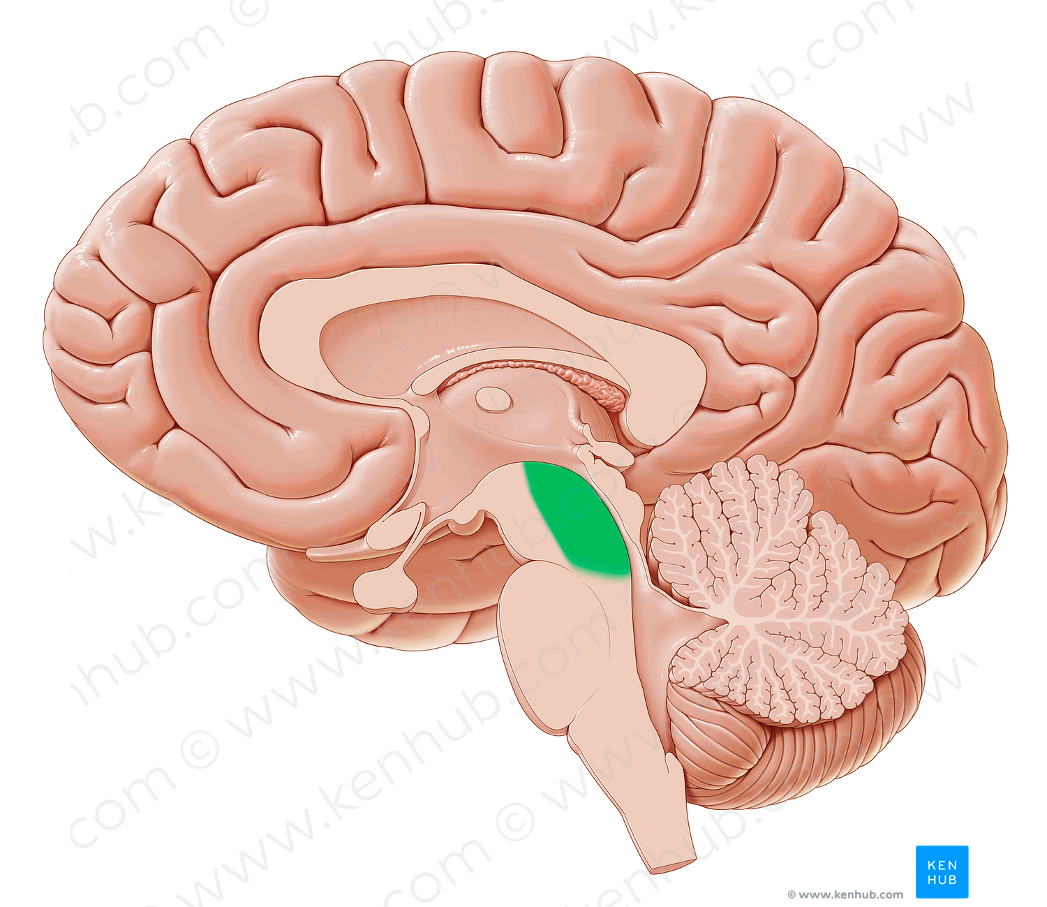 Tegmentum of midbrain (#9418)