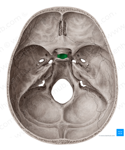 Hypophyseal fossa of sphenoid bone (#3850)