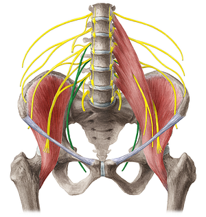 Obturator nerve (#6596)