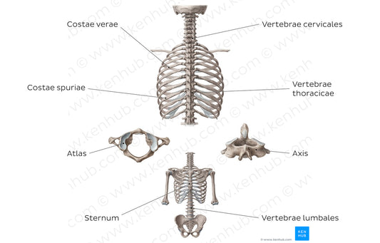 Main bones of the trunk (Latin)