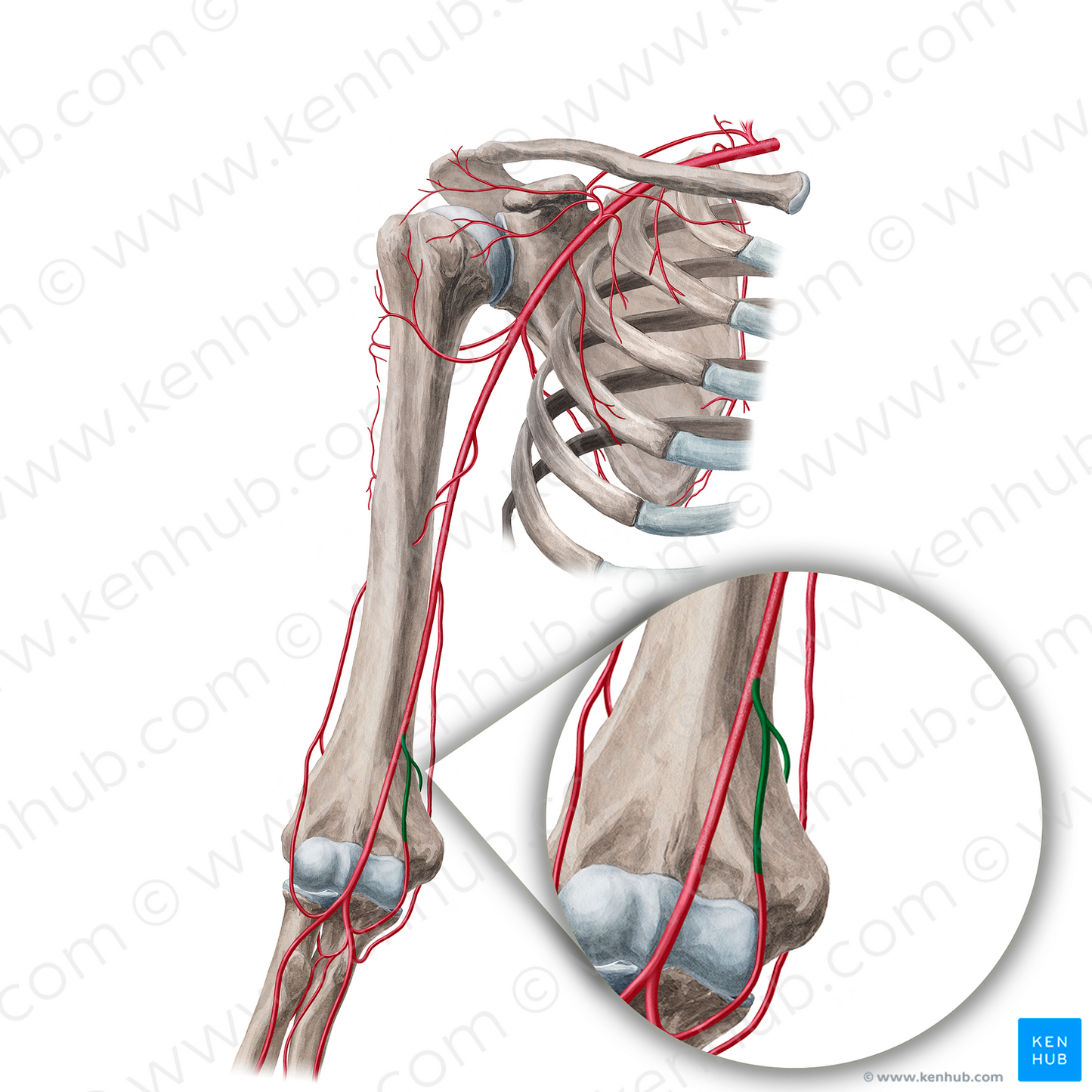 Inferior ulnar collateral artery (#18929)