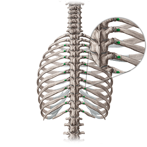 Tubercles of 3rd-12th ribs (#9697)