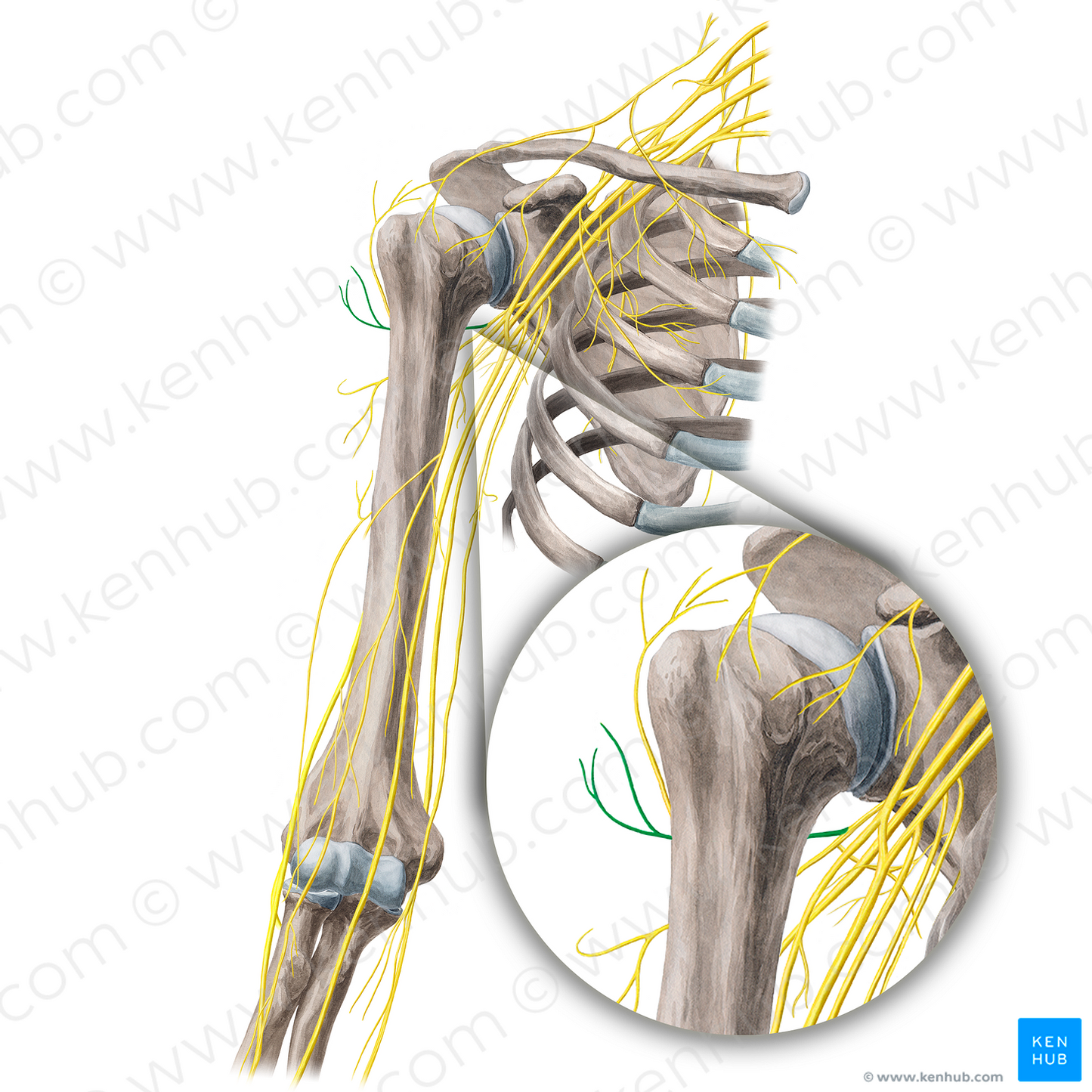 Anterior branch of axillary nerve (#21676)