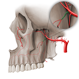 Posterior superior alveolar artery (#18527)