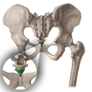 Vertebra Co2 (#16052)