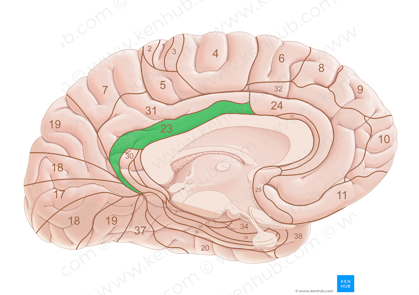 Brodmann area 23 (#18034)