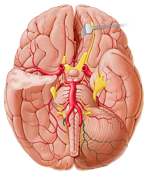 Posterior inferior cerebellar artery (#1002)