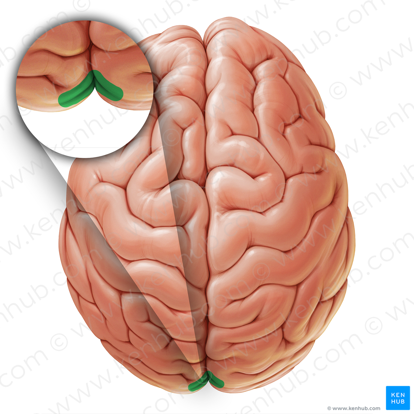 Calcarine sulcus (#19049)