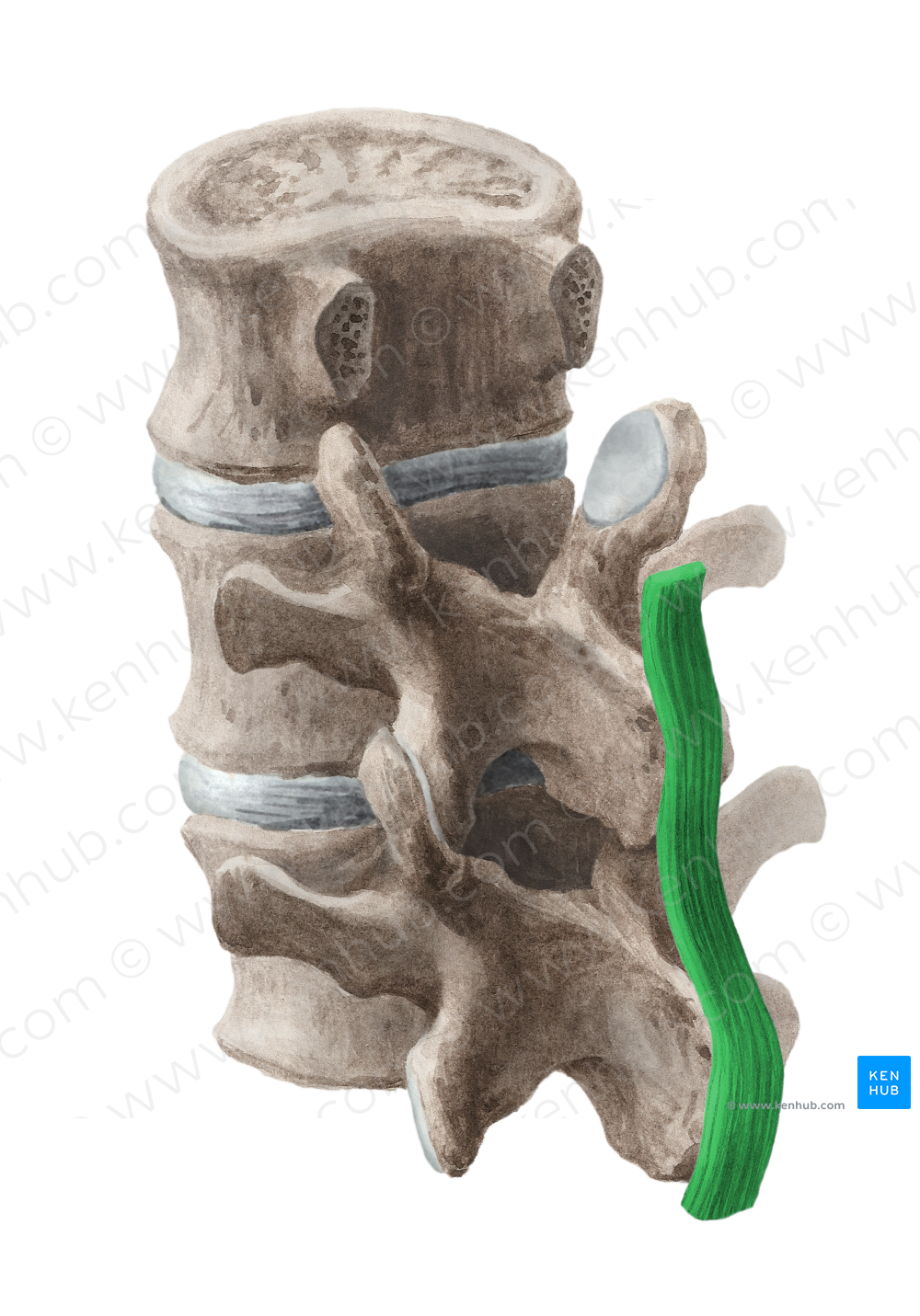 Supraspinous ligament (#4621)