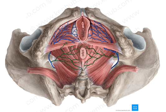 Inferior anorectal veins (#10213)