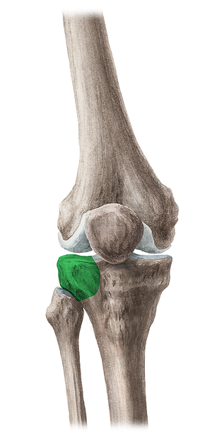 Lateral condyle of tibia (#2817)