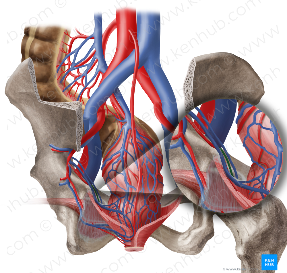 Obturator artery (#1551)