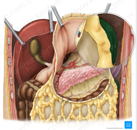 Left colic flexure (#3697)