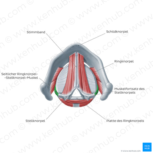 Larynx: action of lateral cricoarytenoid muscle (German)