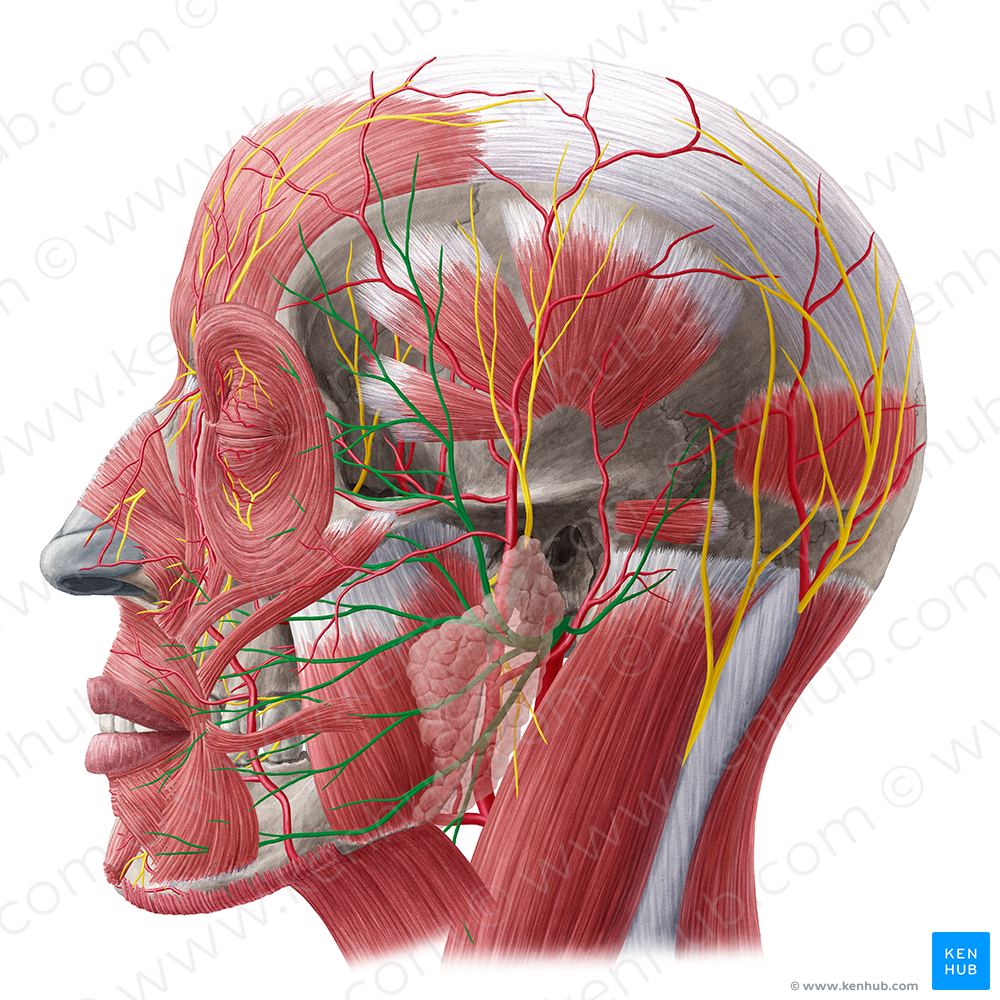 Facial nerve (#6400)