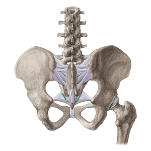 Lateral sacrococcygeal ligament (#21510)