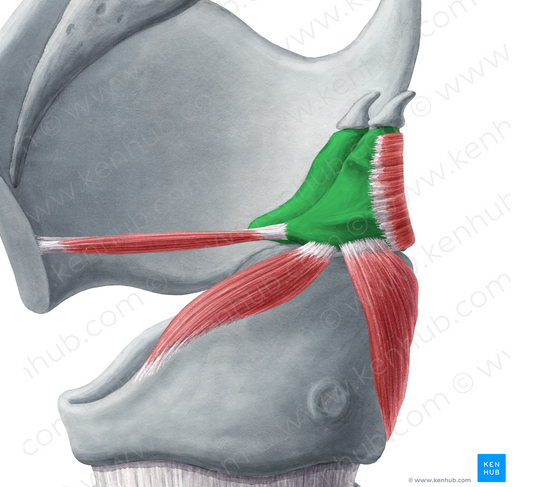 Arytenoid cartilage (#2483)