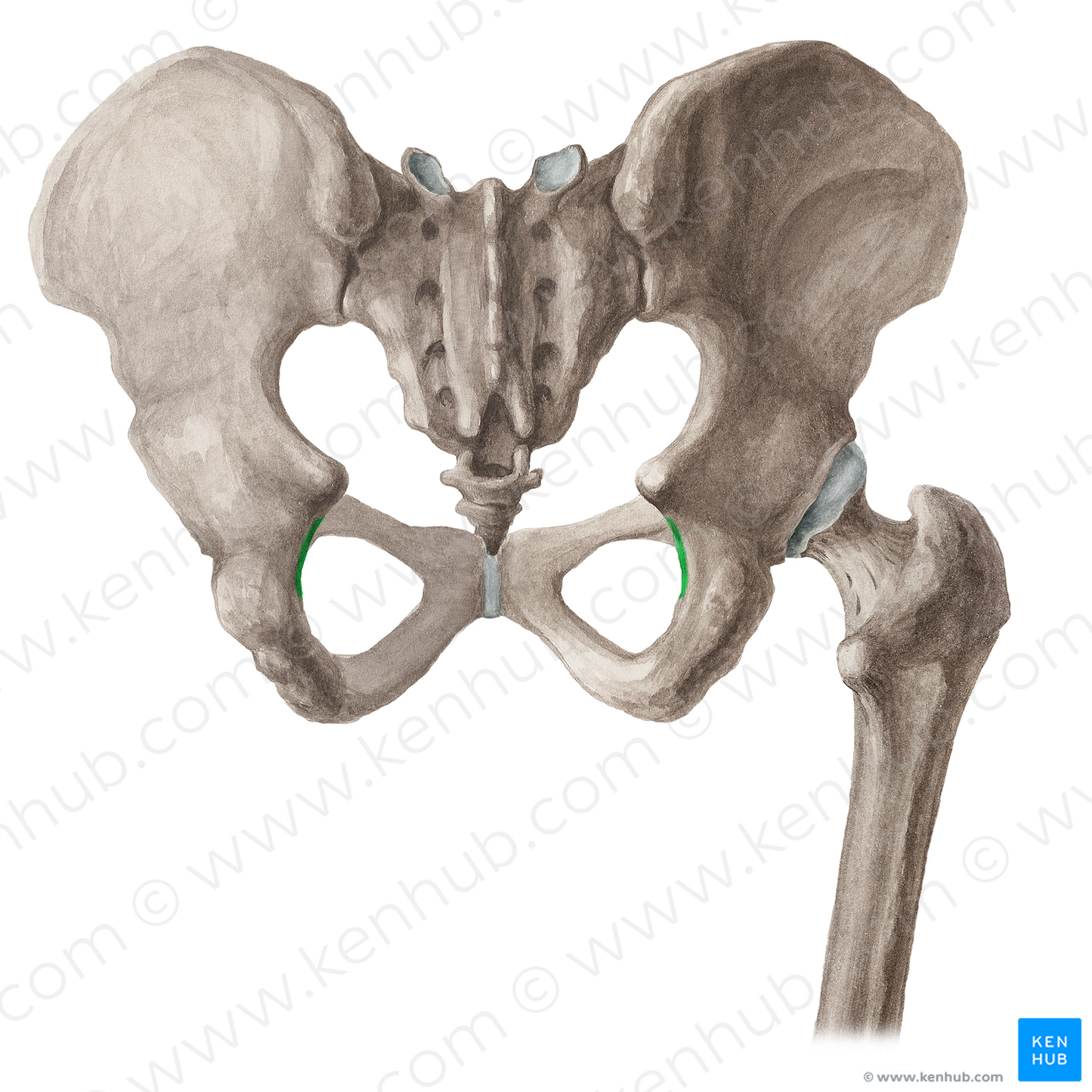 Lesser sciatic notch of hip bone (#16067)