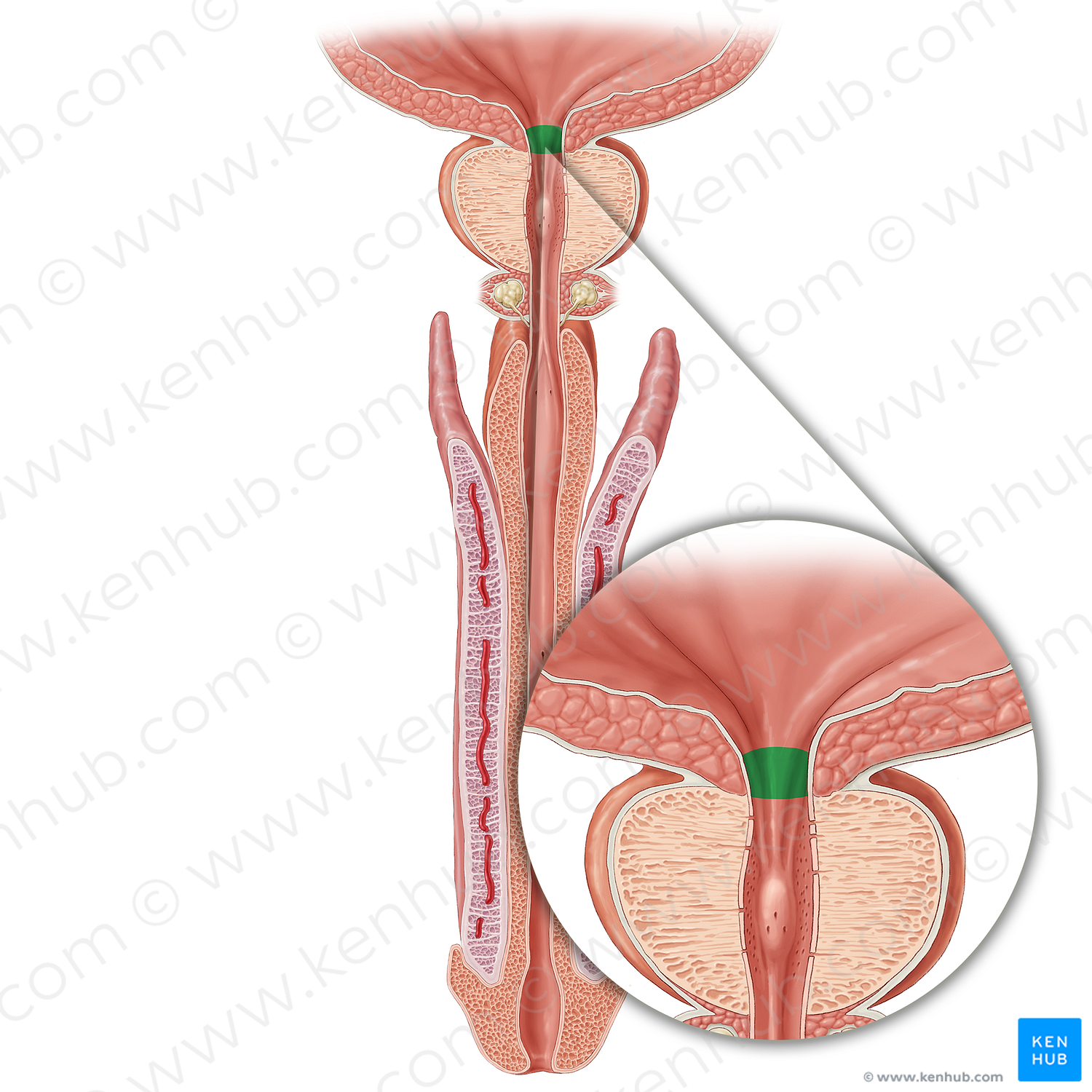 Preprostatic part of urethra (#20551)