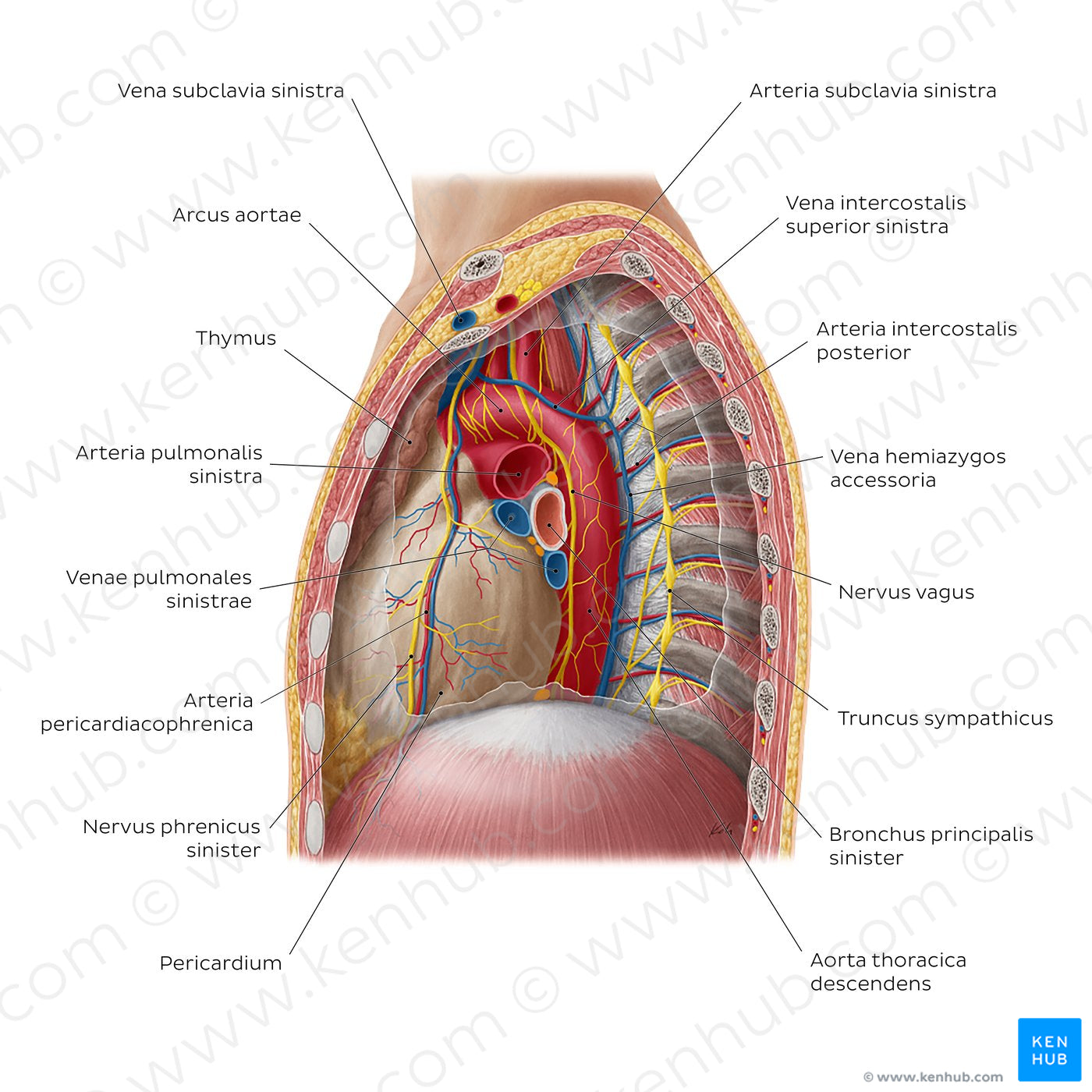 Contents of the mediastinum: Left lateral view (Latin)