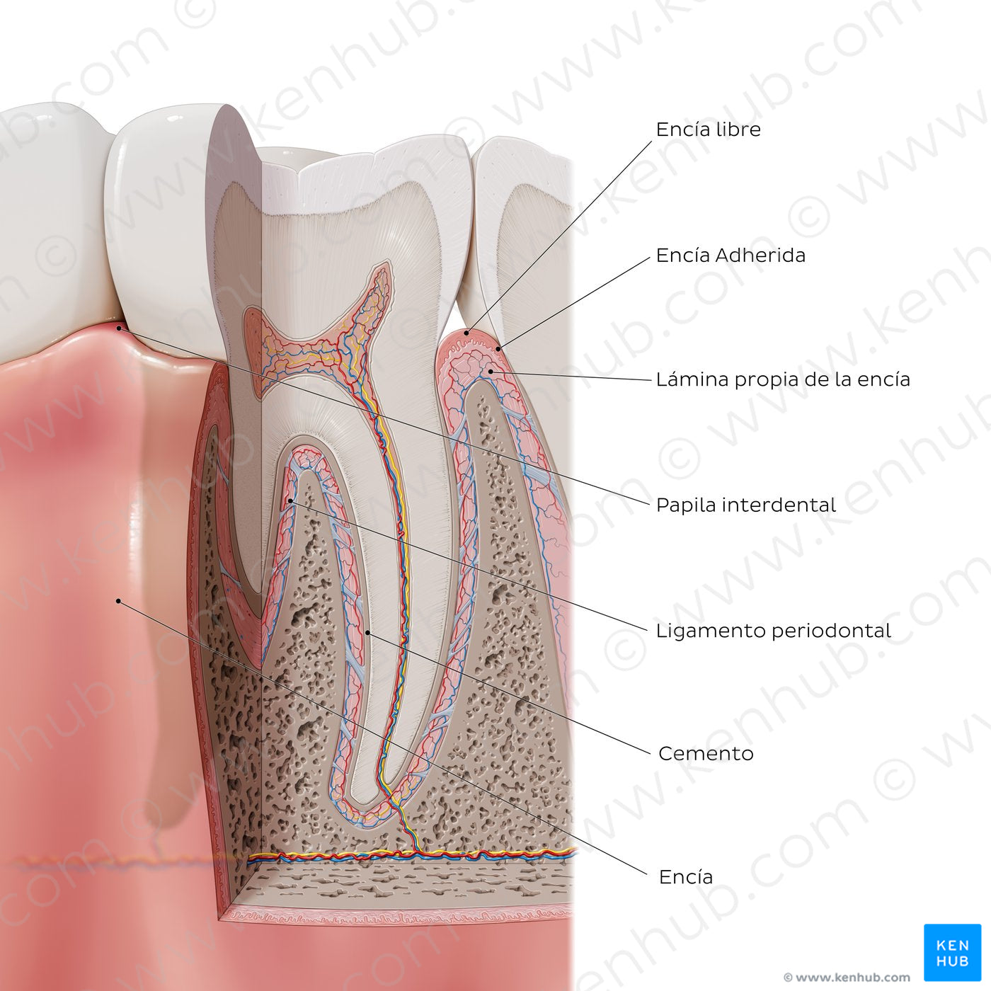 Tooth: Supporting structures (Spanish)