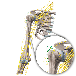 Superior lateral brachial cutaneous nerve (#21678)