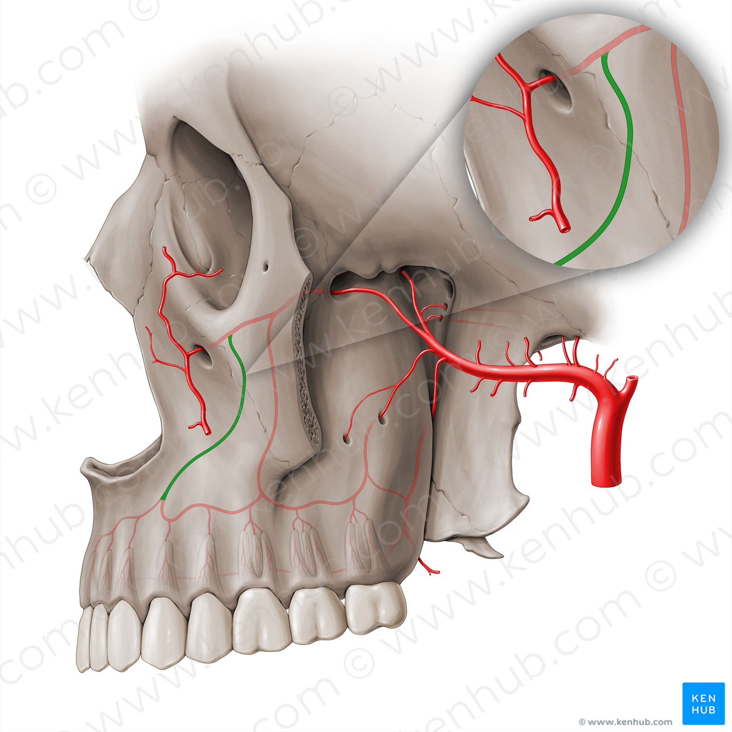 Anterior superior alveolar artery (#18503)
