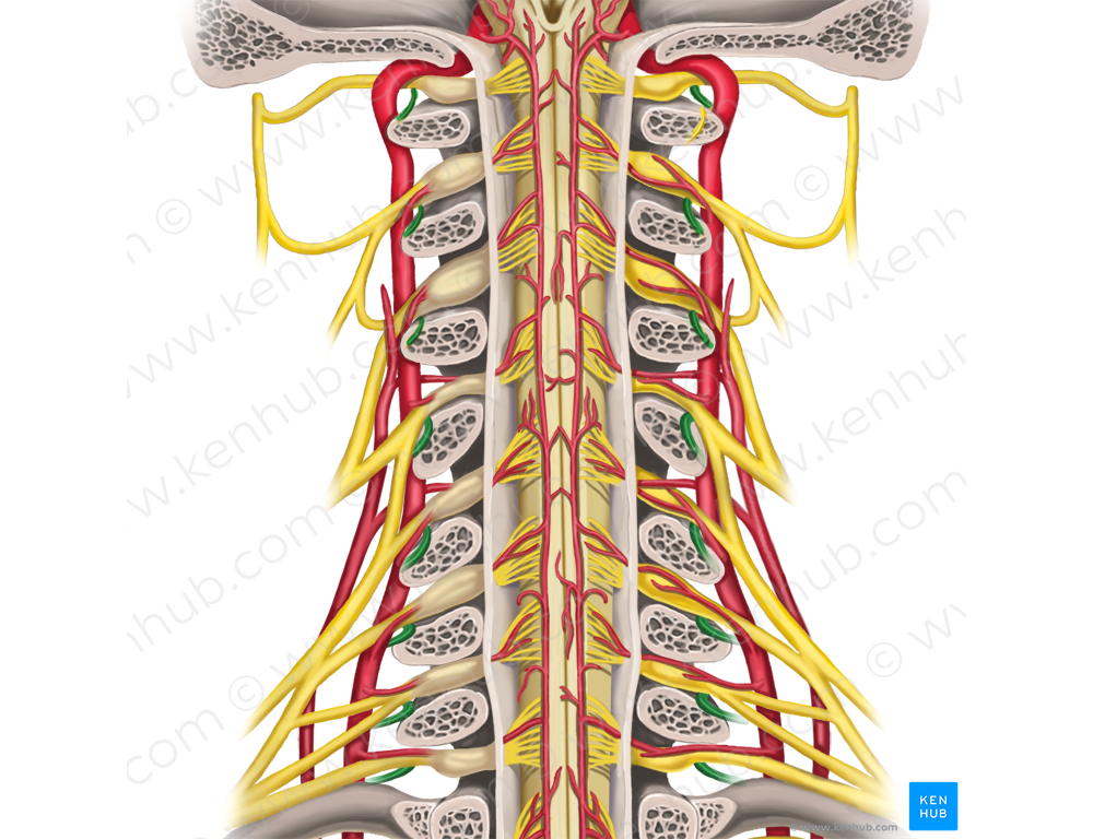 Posterior rami of spinal nerves C1-C8 (#18430) – Kenhub Image License Store