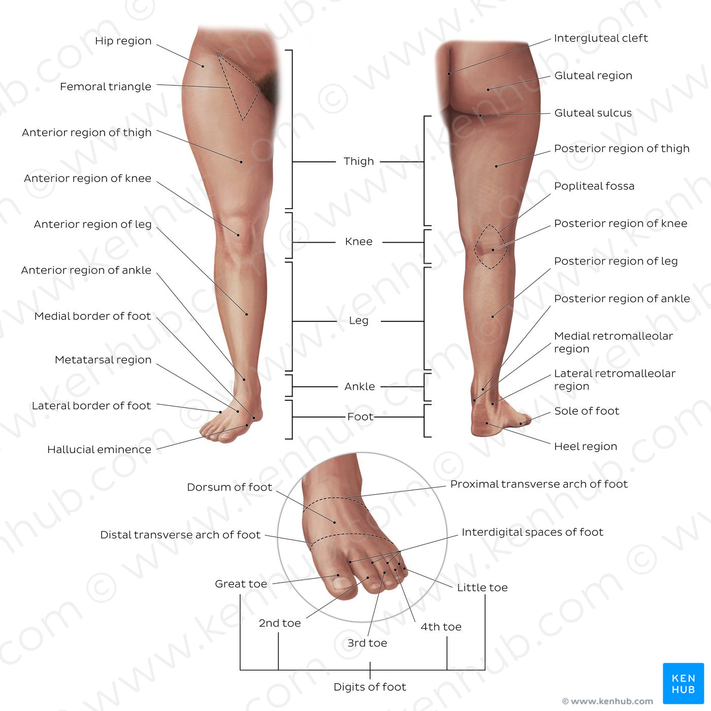 Regions of the lower extremity (English)