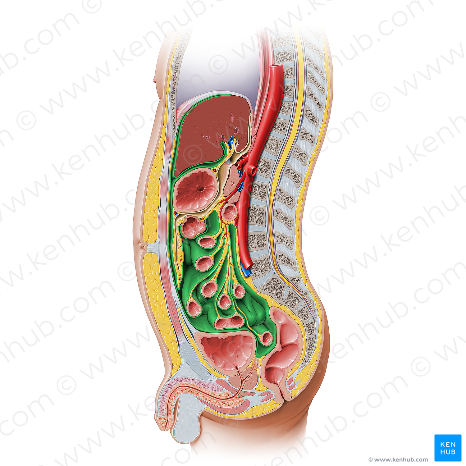 Peritoneal cavity (#222)