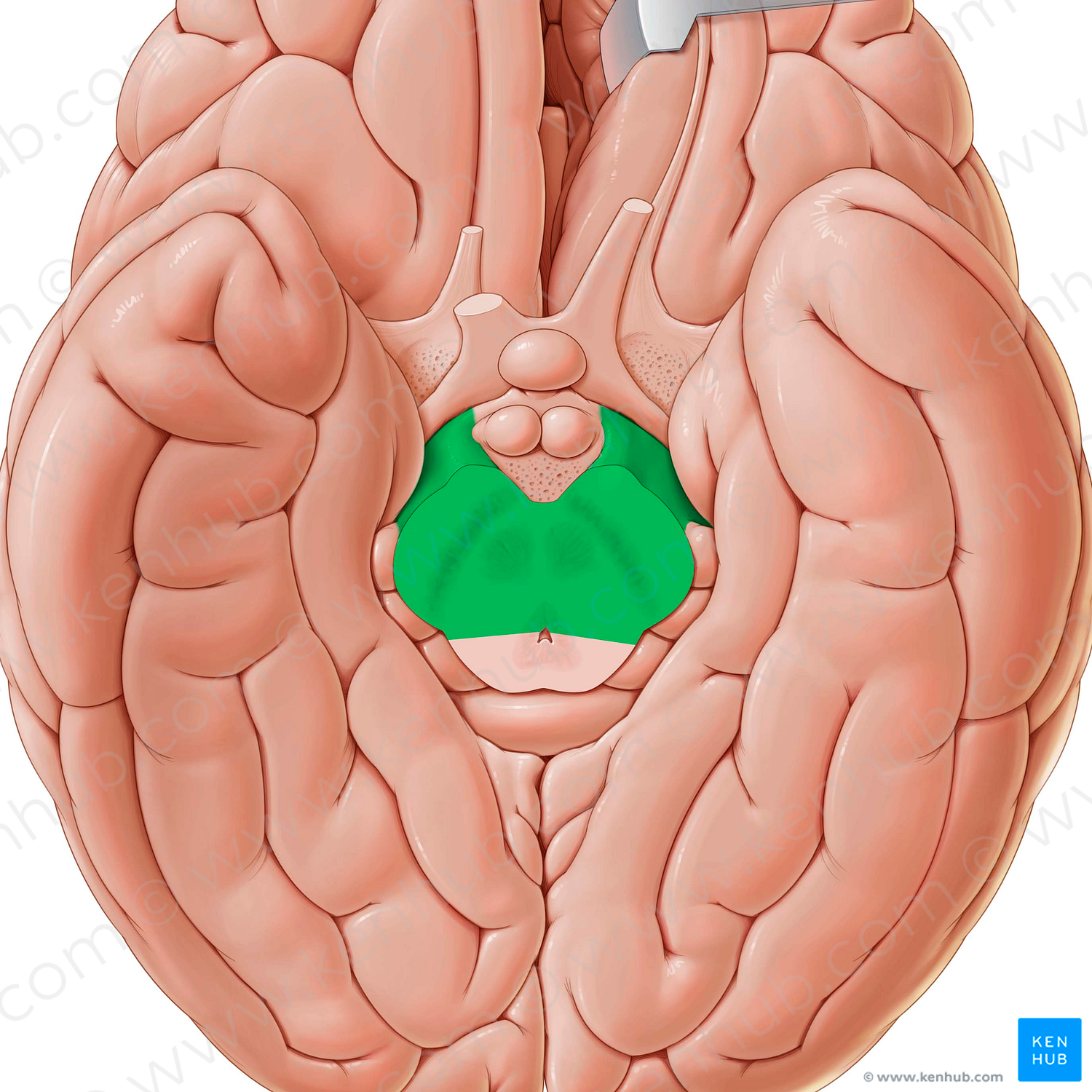 Cerebral peduncle (#7841)