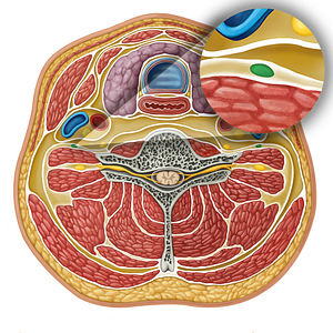 Phrenic nerve (#17301)