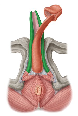 Corpus cavernosum of penis (#2904)