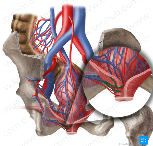 Inferior anorectal veins (#10212)