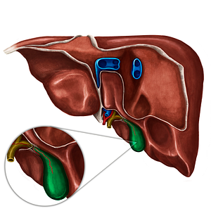 Gallbladder (#10799)