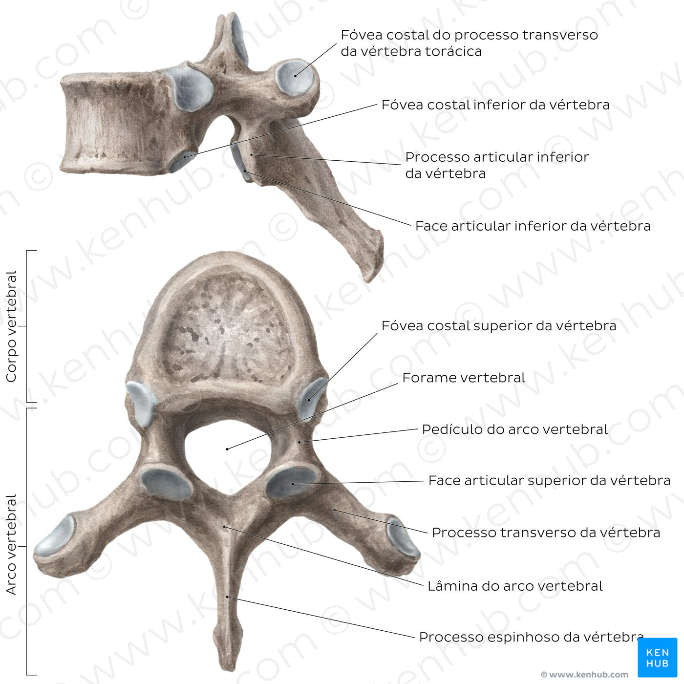 Typical thoracic vertebra (Portuguese)
