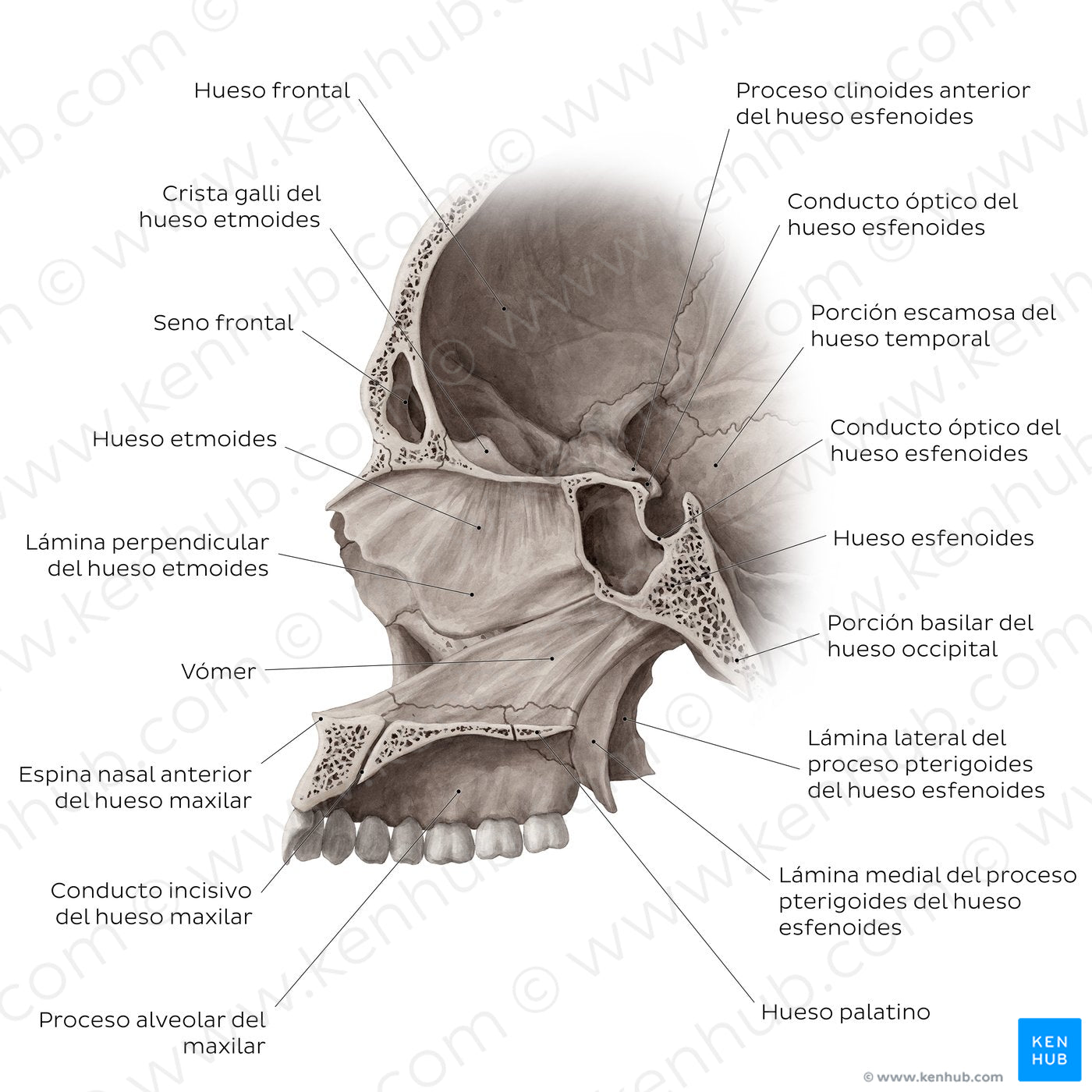 Midsagittal skull (with septum) (Spanish)