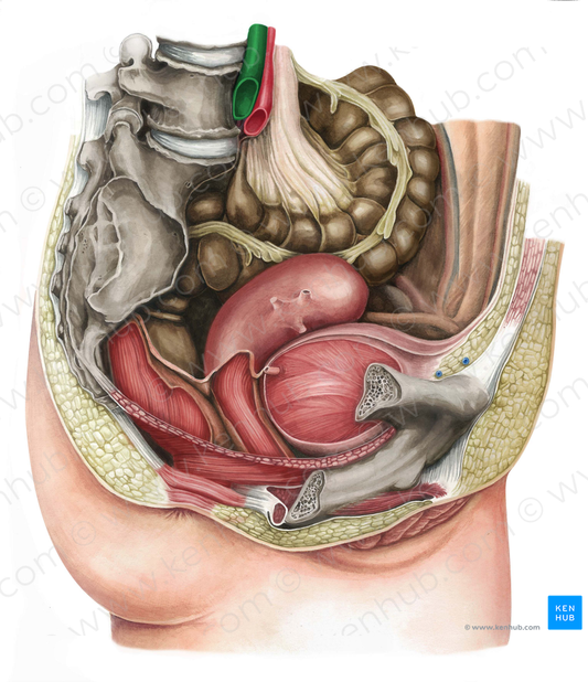 Right common iliac vein (#10287)