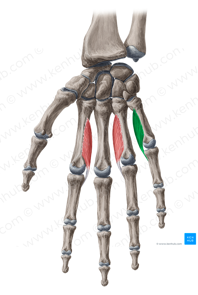 3rd palmar interosseous muscle (#5501)