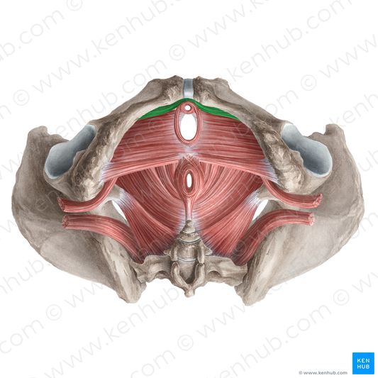 Compressor urethrae muscle (#21258)