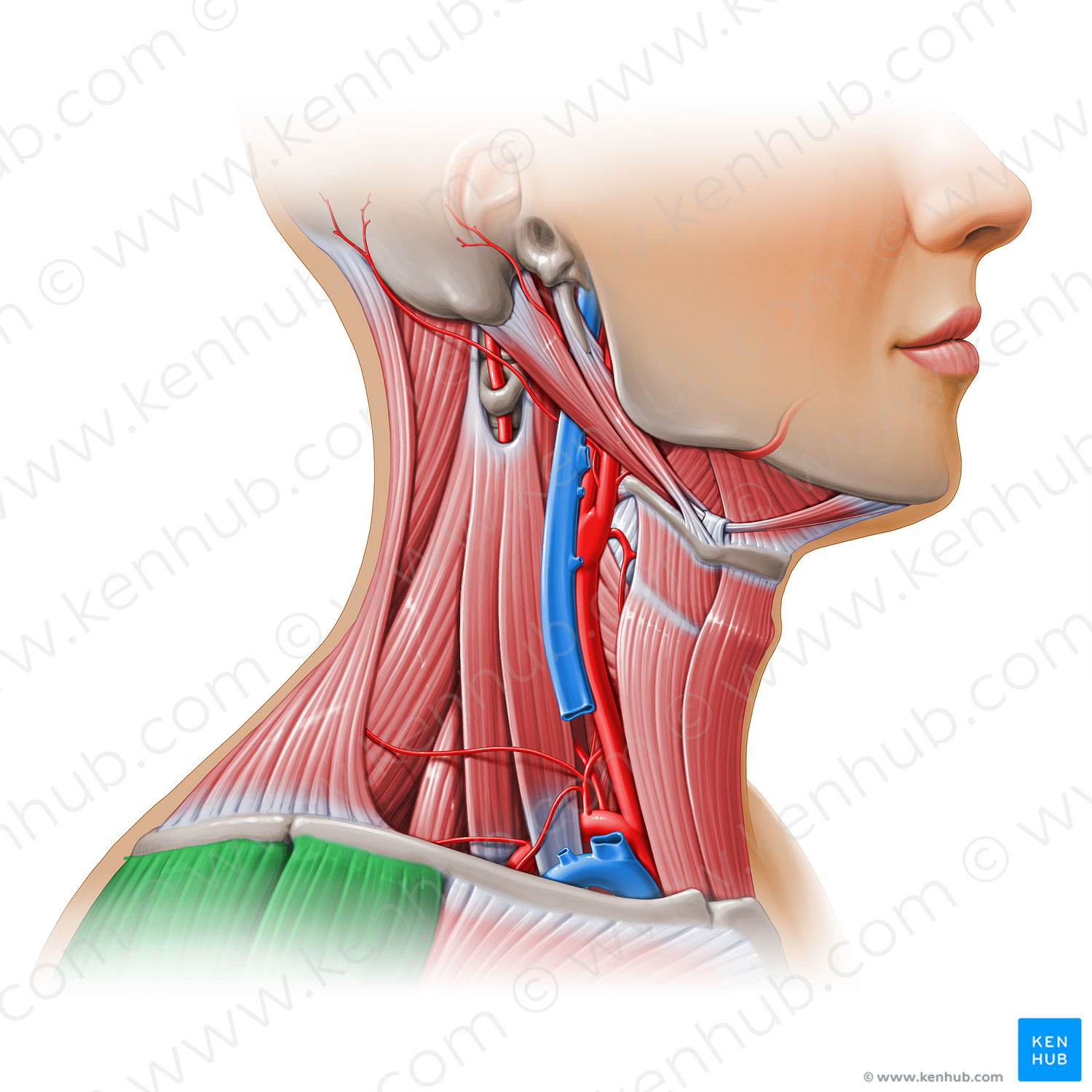 Deltoid muscle (#11125)