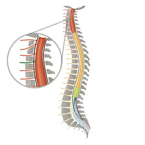 Spinal nerve C4 (#16092)