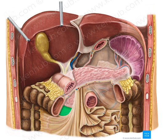 Horizontal part of duodenum (#7709)