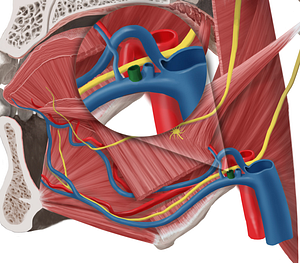 Facial vein (#10236)