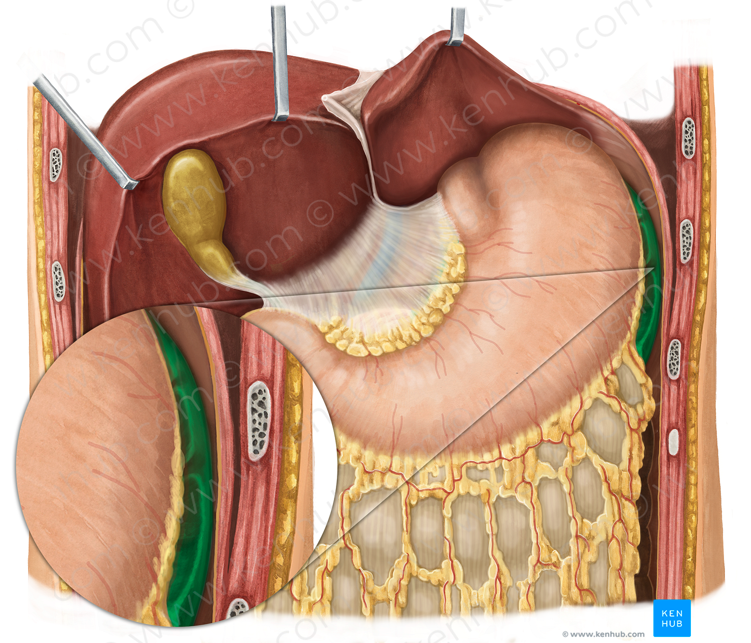 Spleen (#9129)