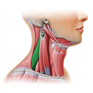 Levator scapulae muscle (#11116)