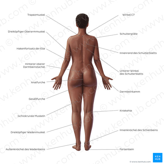 Female body surface anatomy - Posterior (German)