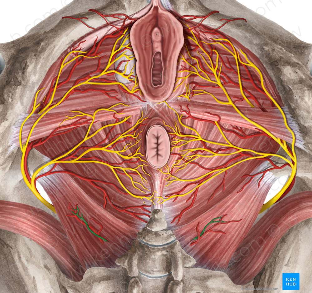 Anococcygeal nerve (#6195)