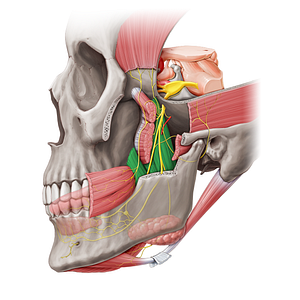 Medial pterygoid muscle (#20474)