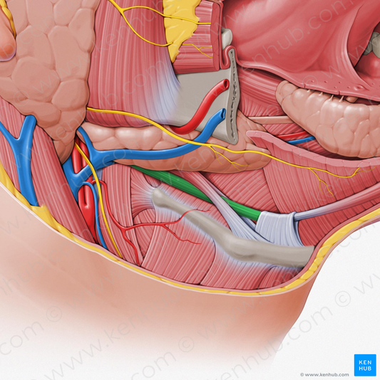 Posterior belly of digastric muscle (#393)